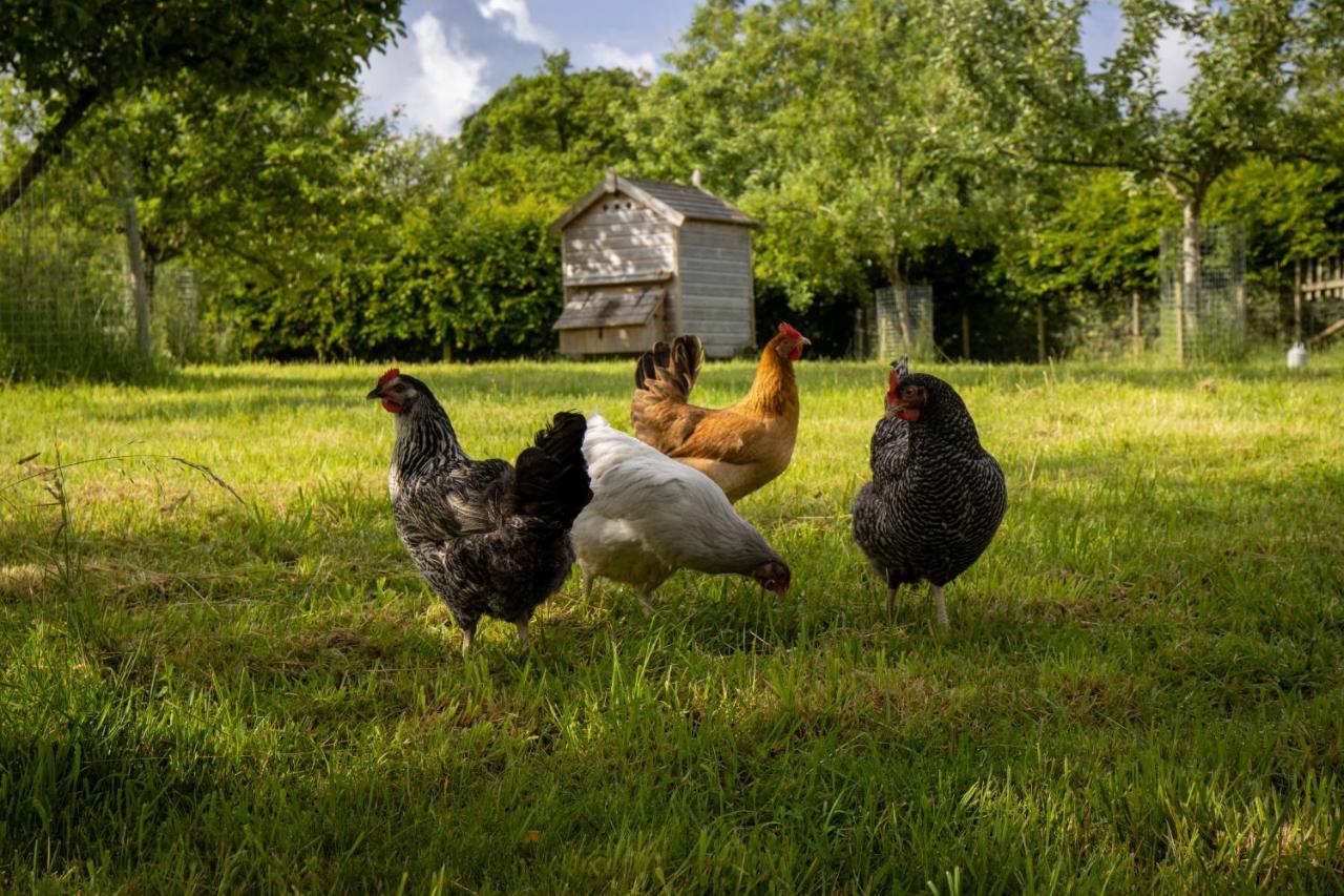 ジリンガム Gutchpool Farm Bed & Breakfast エクステリア 写真
