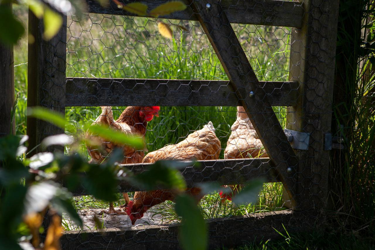 ジリンガム Gutchpool Farm Bed & Breakfast エクステリア 写真